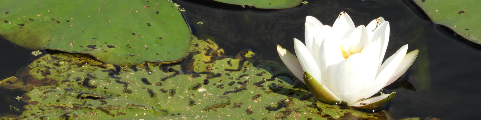 Lotus-Waterlelie_1600x400px_lr